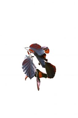 Бук лесной Пендула (Purpurea Pendula)